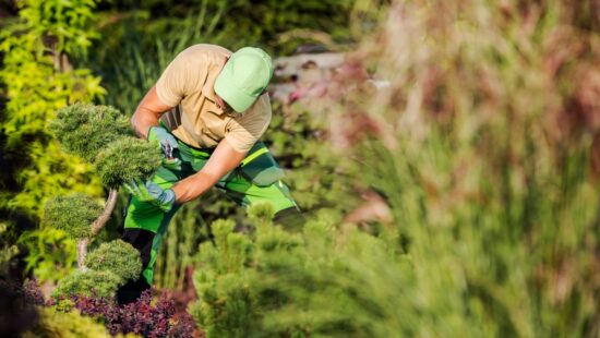 difference between pruning and trimming